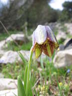 Image of Fritillaria crassifolia Boiss. & A. Huet