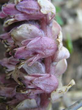 Image of common toothwort