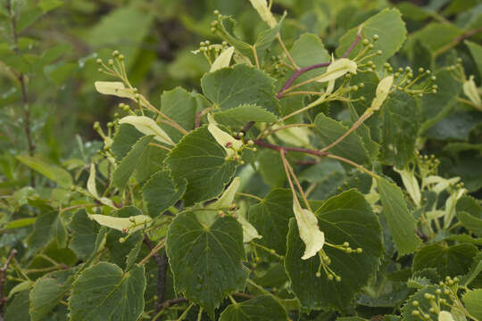 Image of Amur Lime