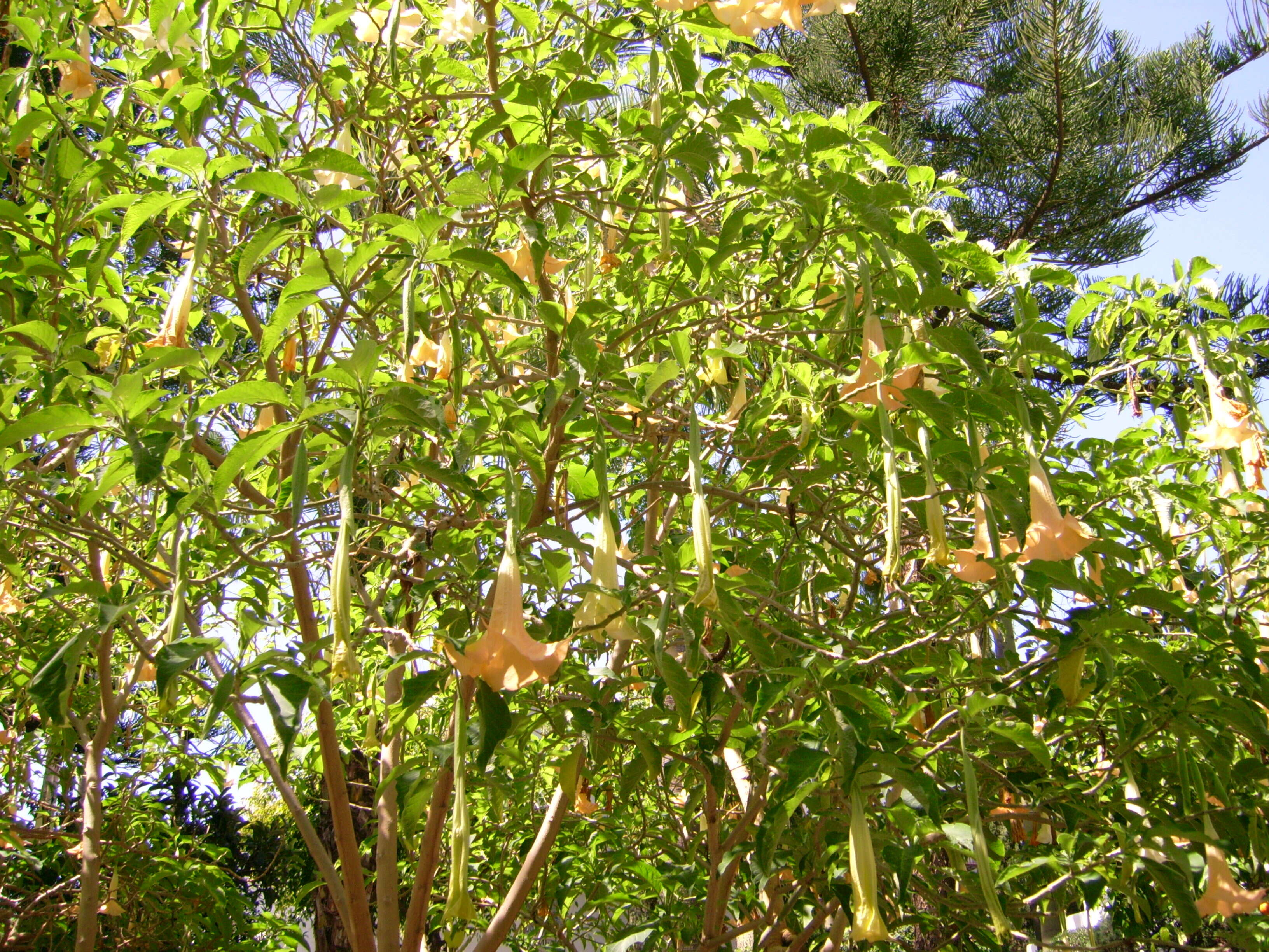 Image of Brugmansia aurea Lagerh.