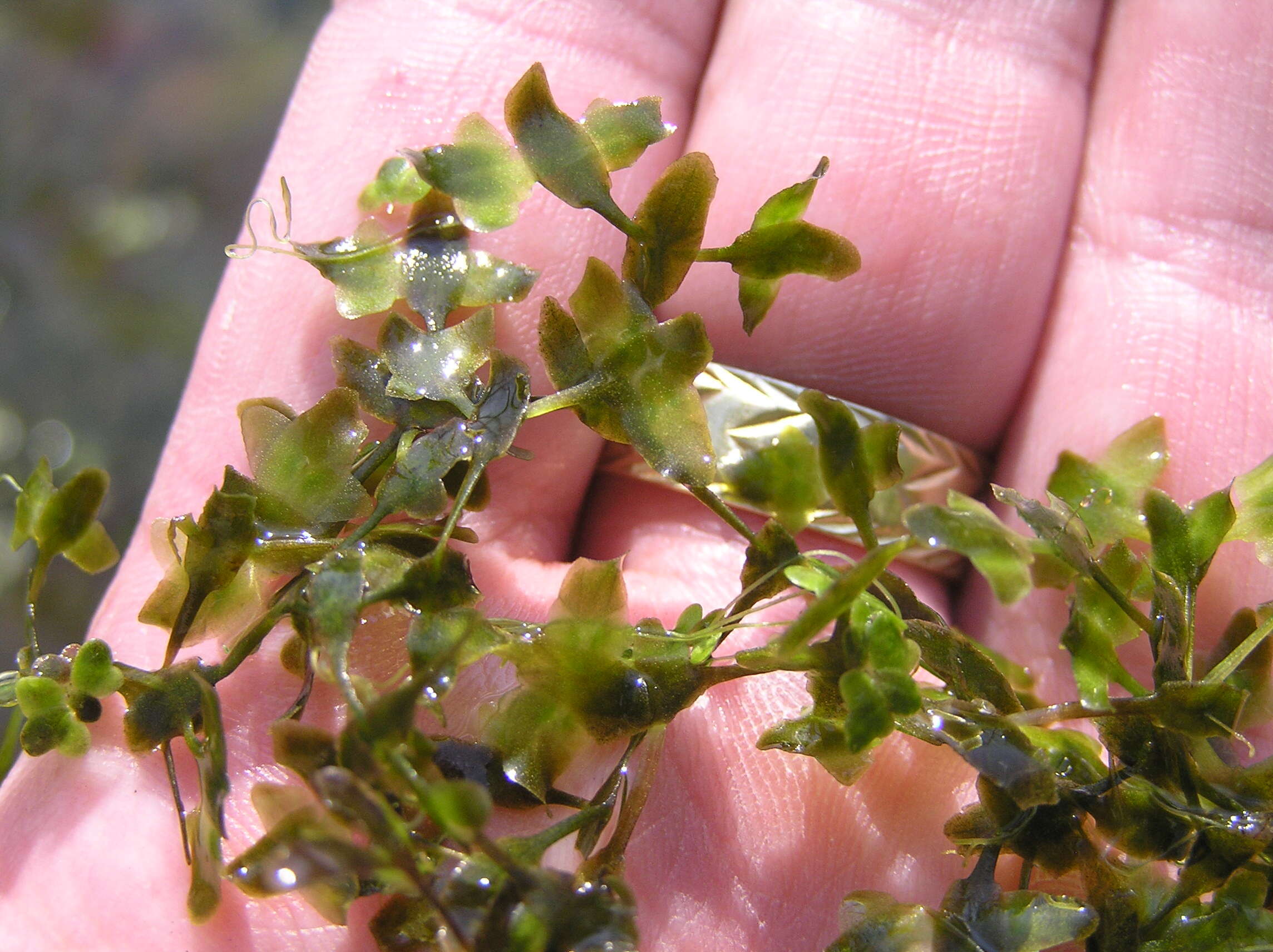 Image of duckweed