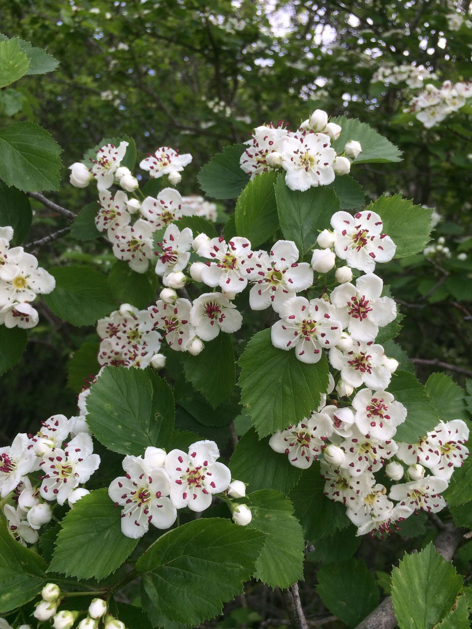 Plancia ëd Crataegus suborbiculata Sarg.