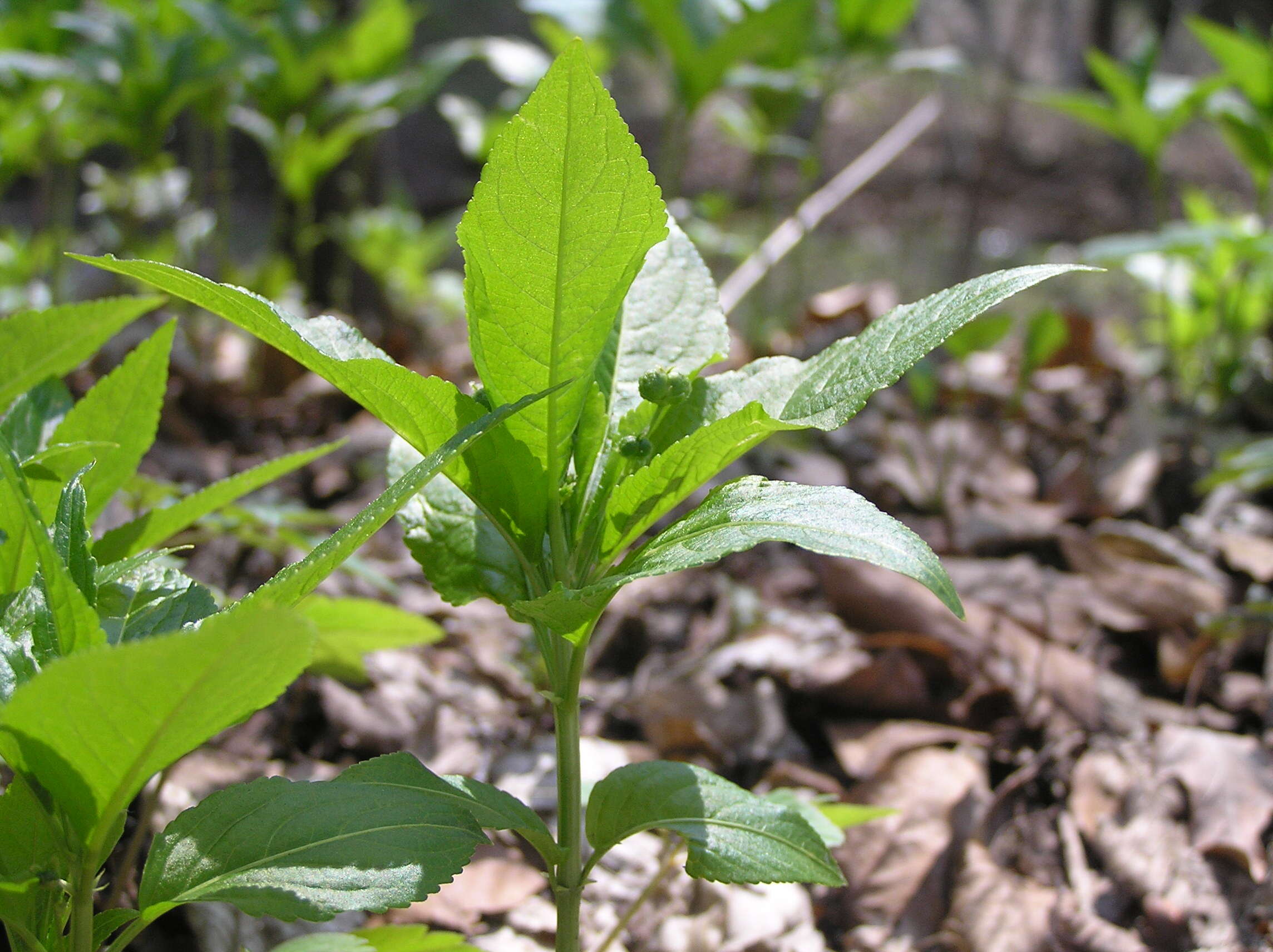 Image of dog's mercury