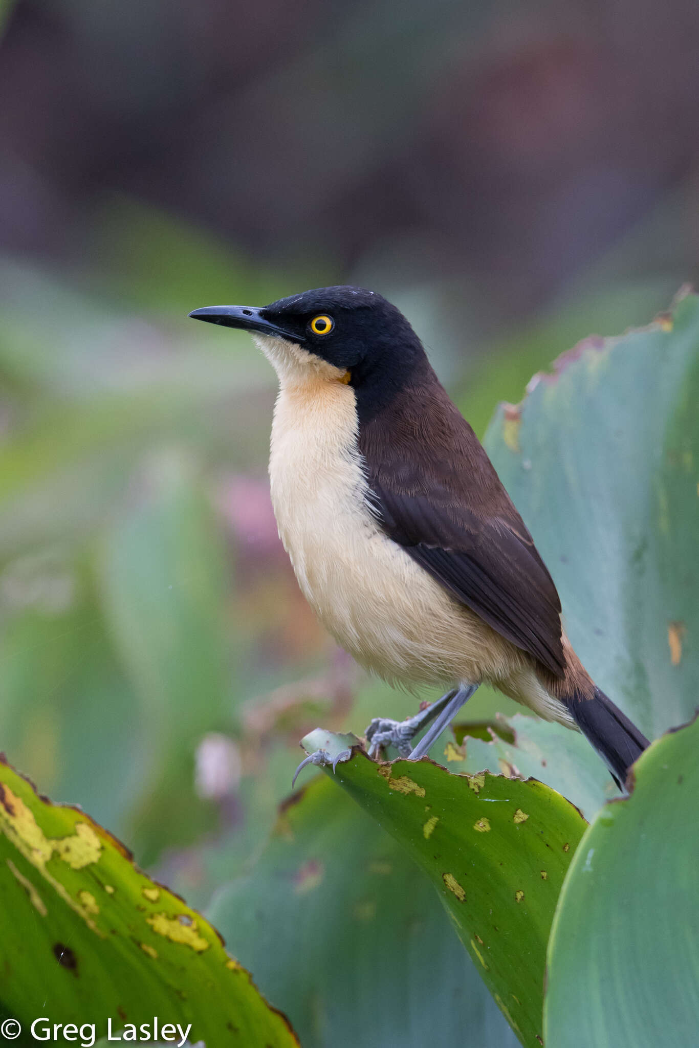 Donacobiidae resmi