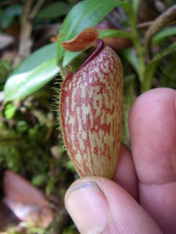 Image of Pitcher plant