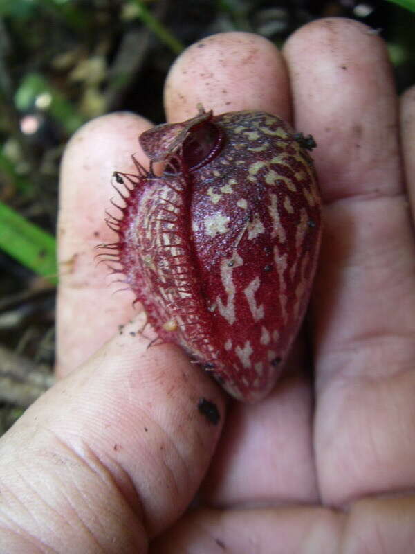 Image of Pitcher plant