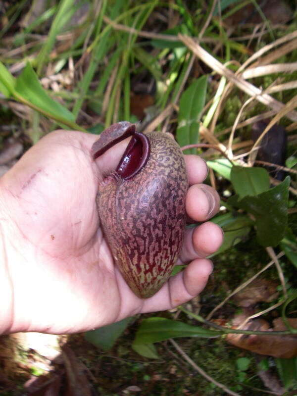 Image of Pitcher plant