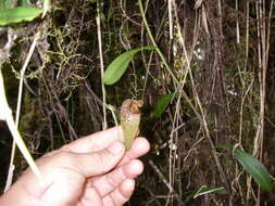 Image of Pitcher plant