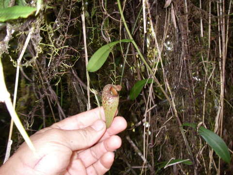 Image of Pitcher plant