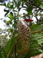 Image of Pitcher plant