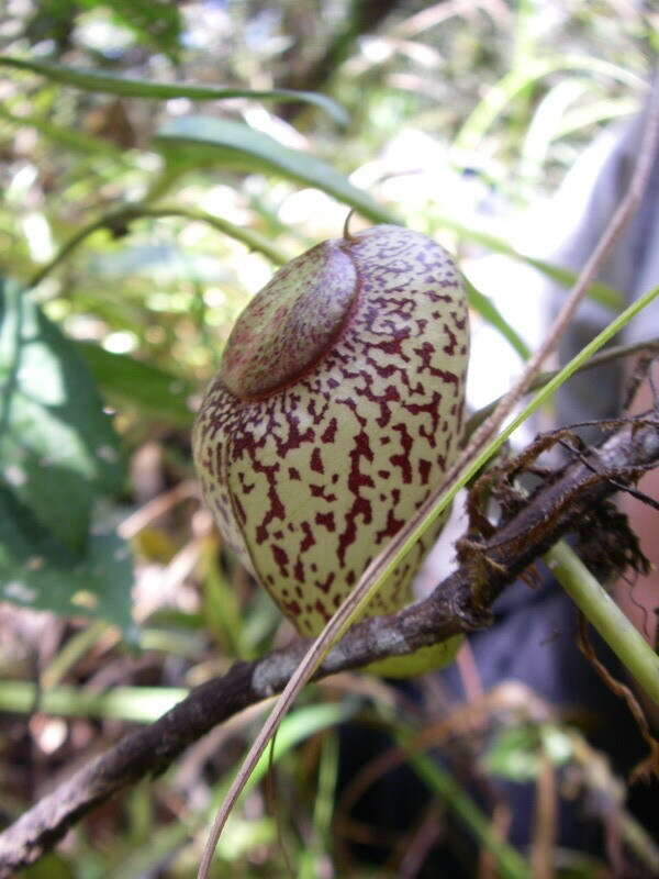 Image of Pitcher plant