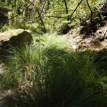 Image of Torrent Sedge