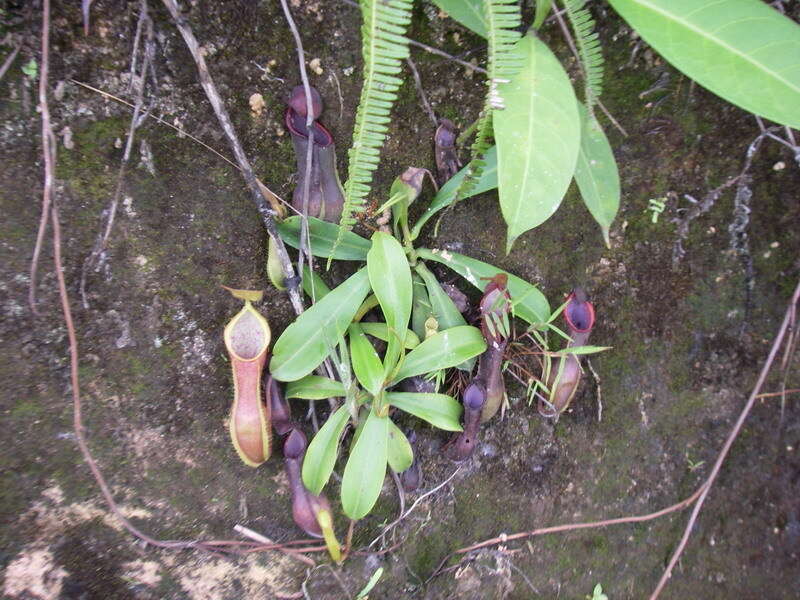 Image of Nepenthes tobaica Danser