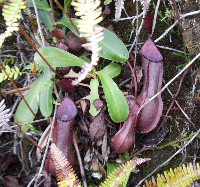 Image of Nepenthes tobaica Danser