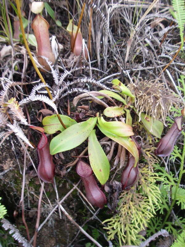 Image of Nepenthes tobaica Danser