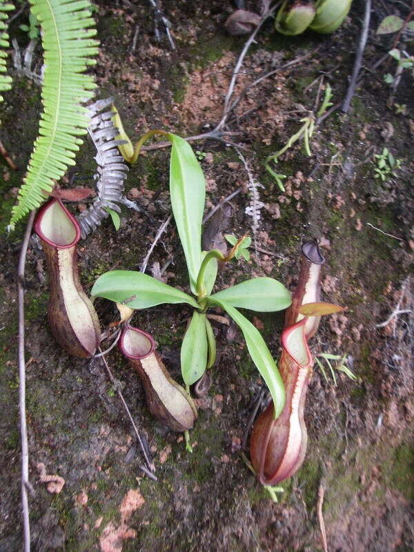 Image of Nepenthes tobaica Danser