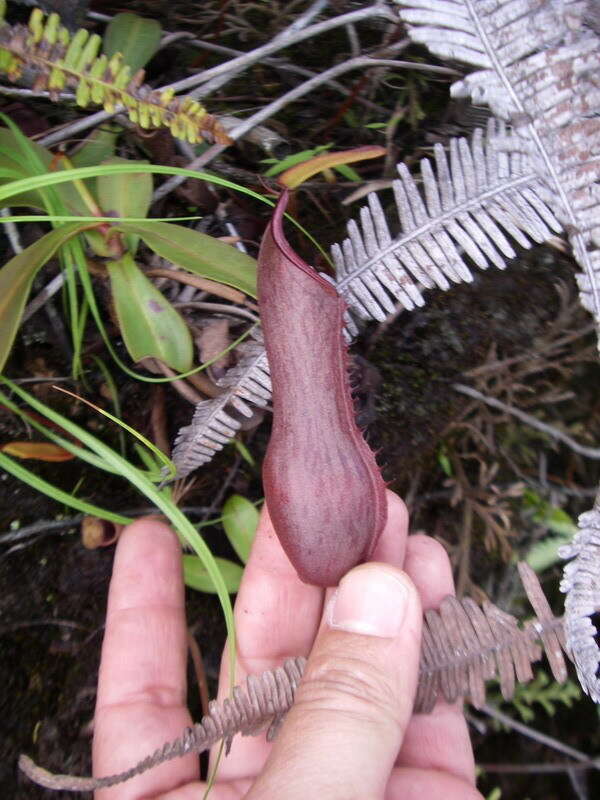 Image of Nepenthes tobaica Danser