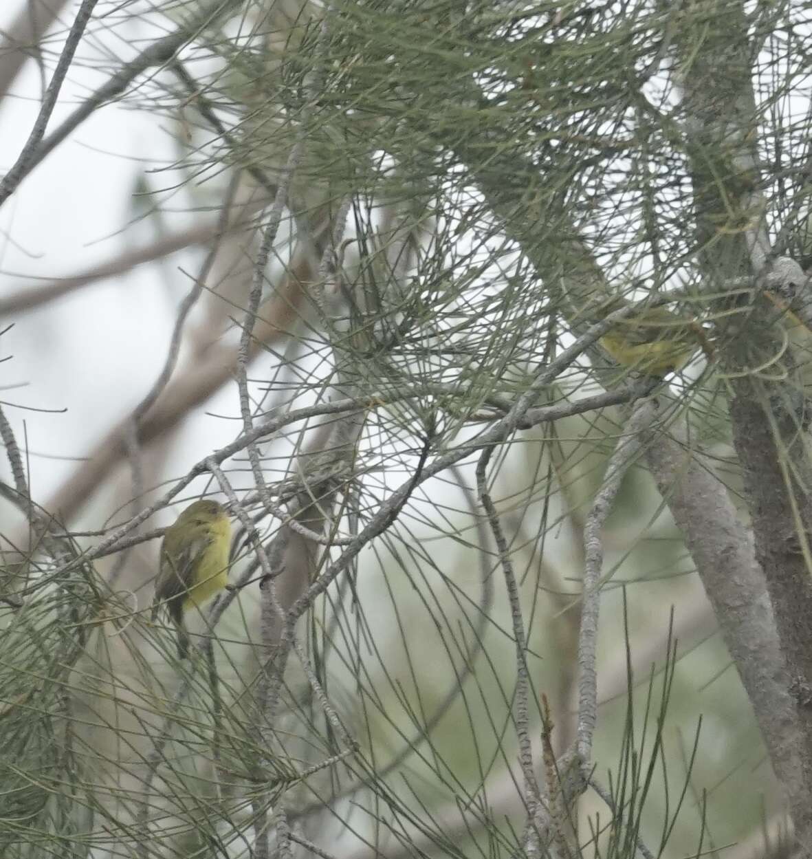 Image of Yellow Thornbill