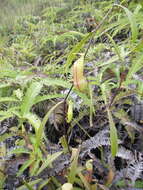 Image of Nepenthes tobaica Danser