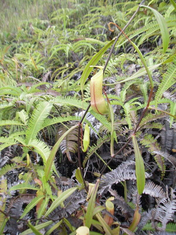 Image of Nepenthes tobaica Danser