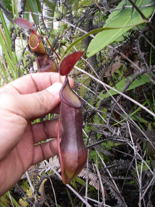 Image of Nepenthes tobaica Danser