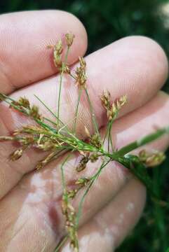 Image of Mingled Beak Sedge