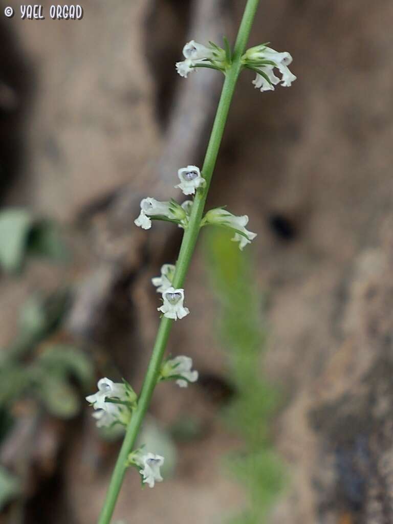 Image of Anarrhinum forskaohlii (J. F. Gmel.) Cuf.