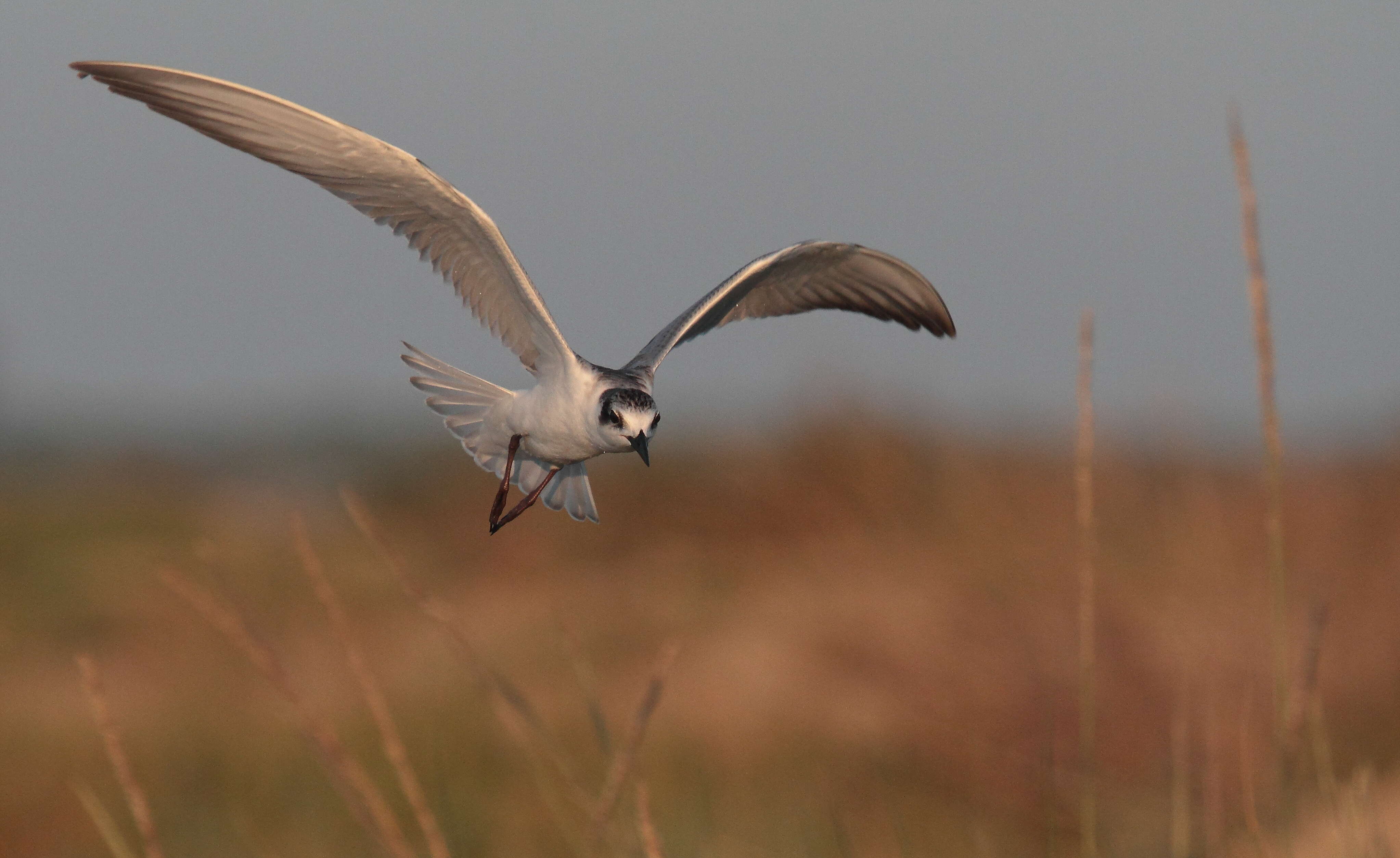 Image of Whiskered Tern