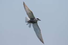 Image of Whiskered Tern