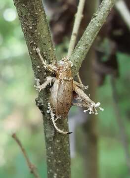 Sivun Akanthomyces clavata (Mains) K. T. Hodge kuva