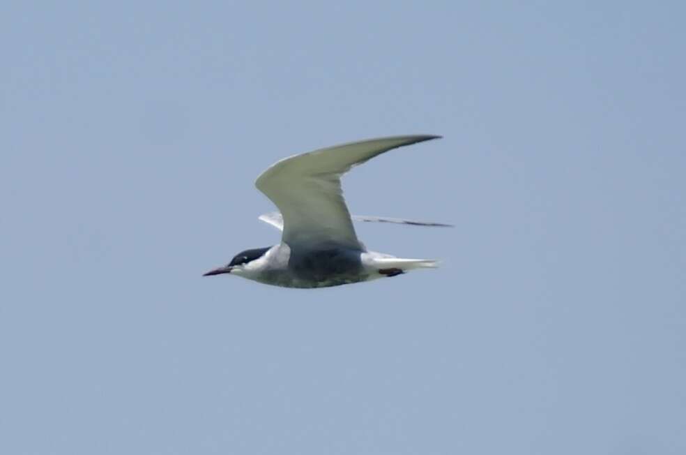 Image of Whiskered Tern