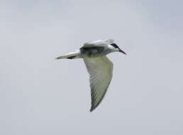 Image of Whiskered Tern