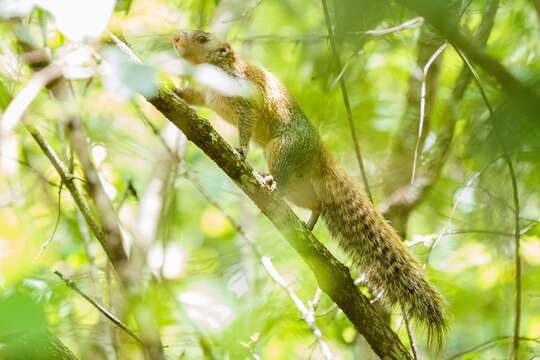 Image of Mutable Sun Squirrel