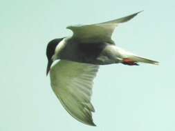 Image of Whiskered Tern