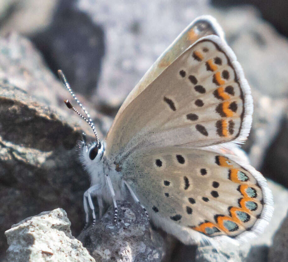 Image of <i>Plebejus fridayi</i>