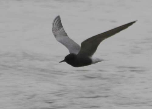 Image of Black Tern