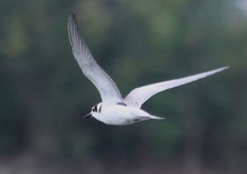 Image of Black Tern