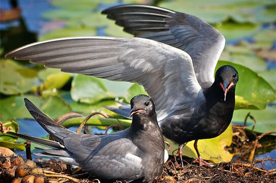 Image of Black Tern