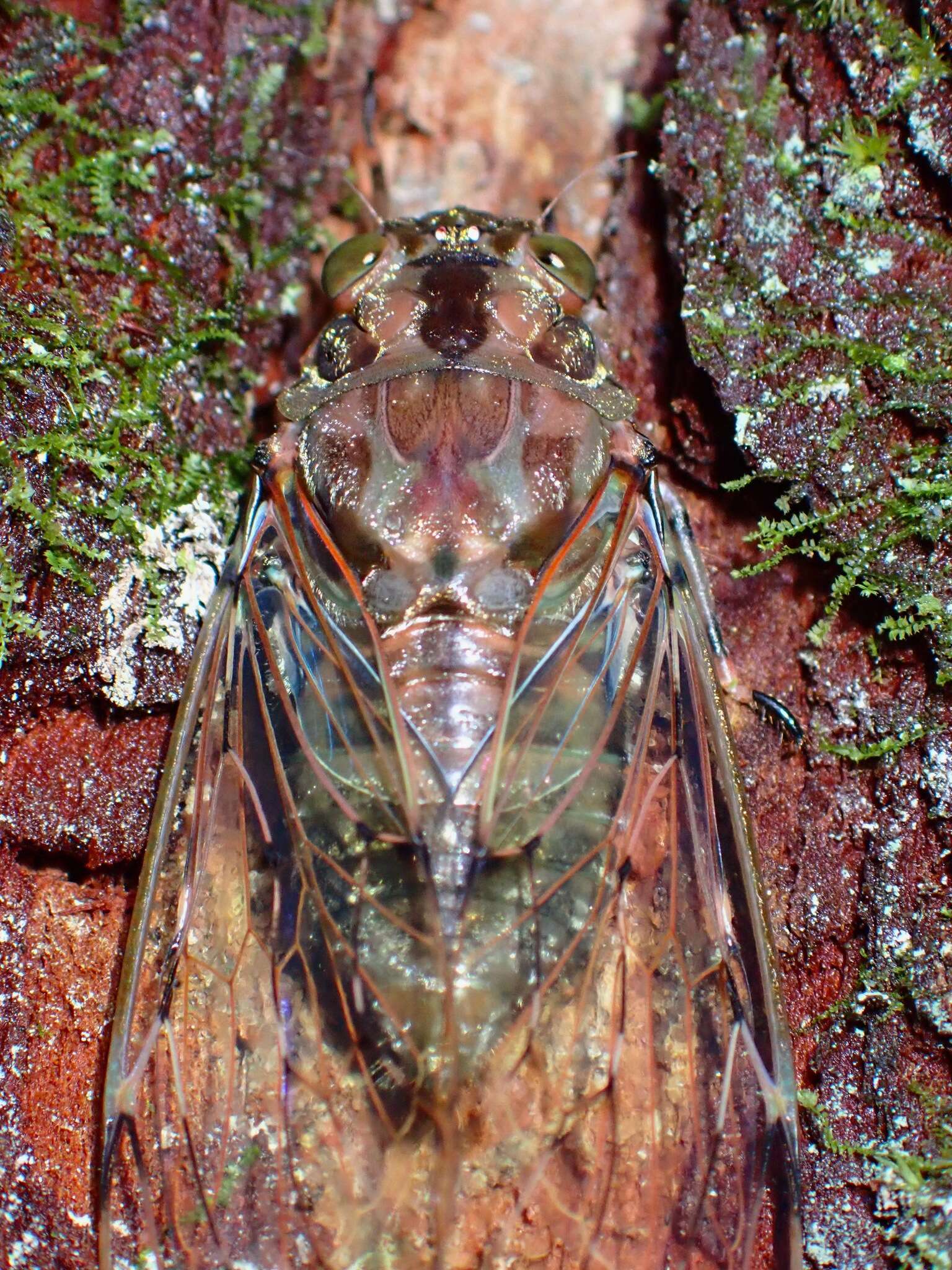 Image of Pomponia dolosa Boulard 2001