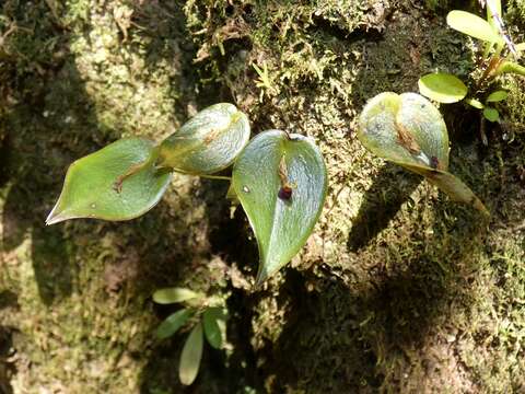 Image of Pleurothallis rhodoglossa Schltr.