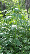 Image of Aleutian ragwort