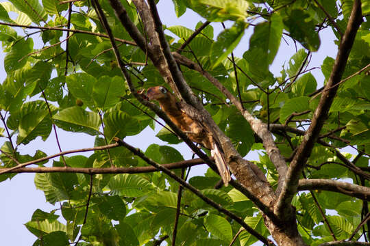 Image of Austen's Brwon Hornbill