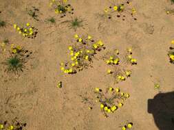 Image of Mojave suncup