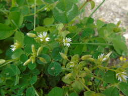 Image of Cerastium siculum Guss.