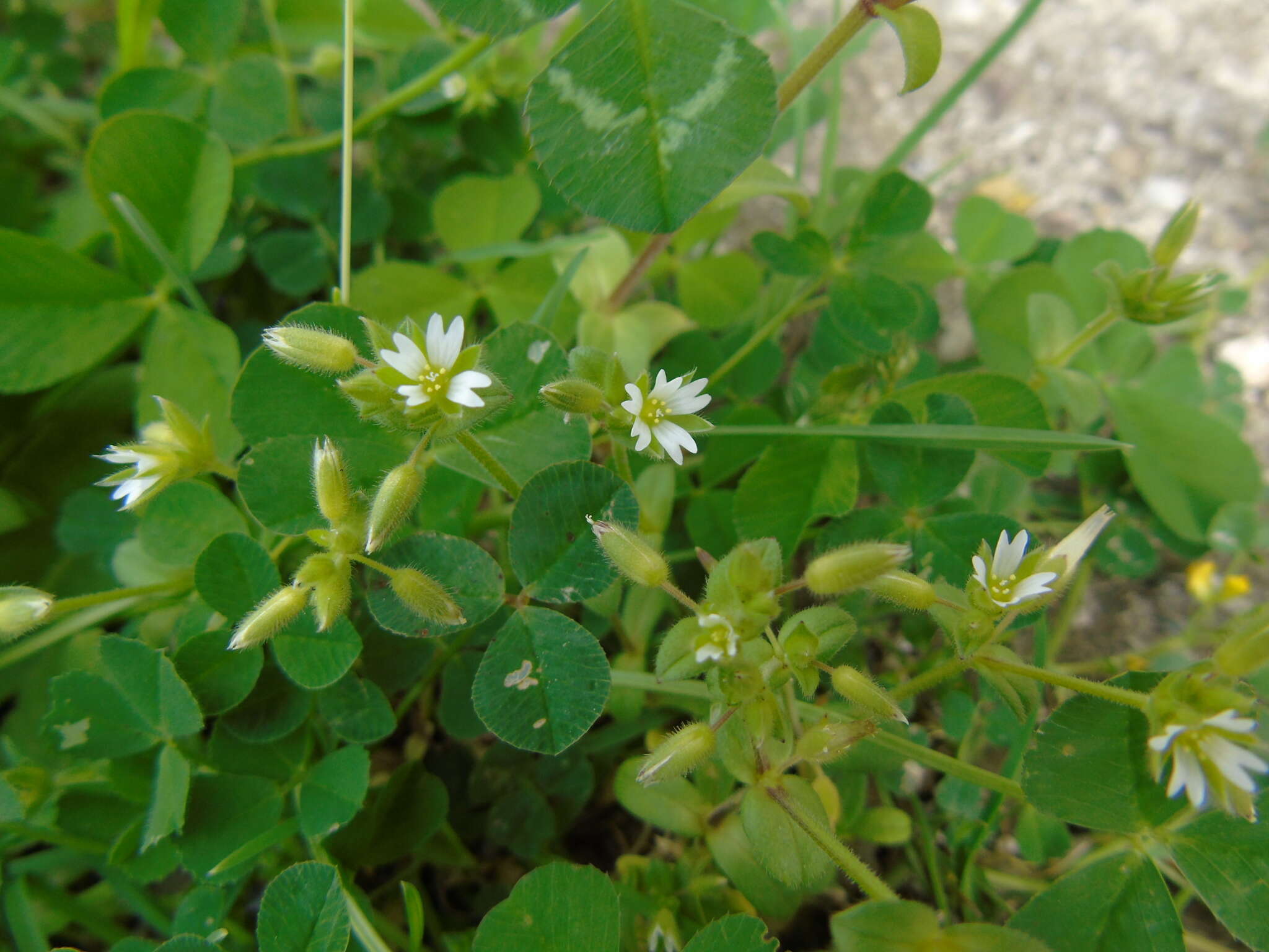 Image of Cerastium siculum Guss.