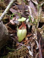 Image of Pitcher plant