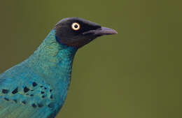 Image of Long-tailed Glossy Starling