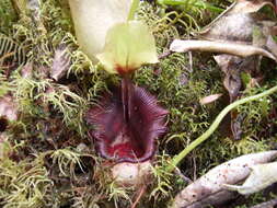 Image of Pitcher plant