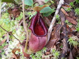 Image of Pitcher plant