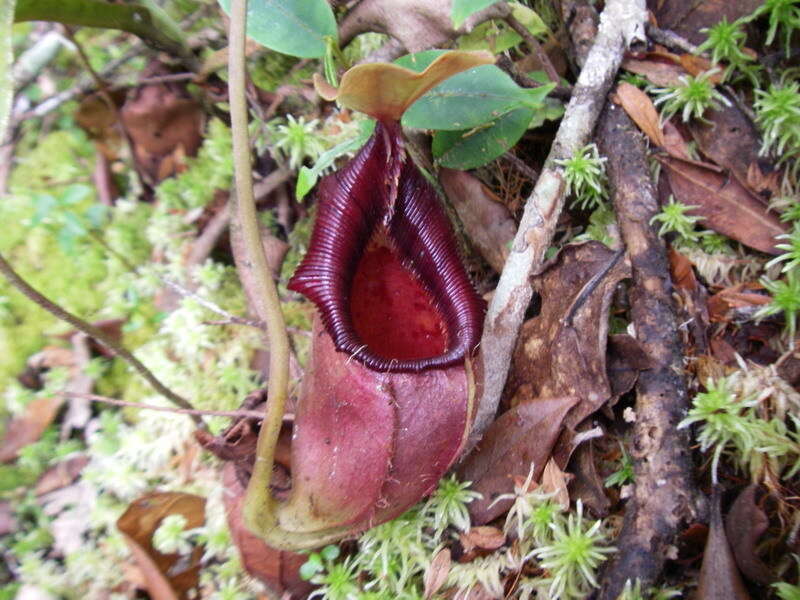 Image of Pitcher plant